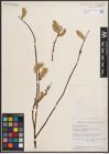 Foto von Salix discolor Muhl.